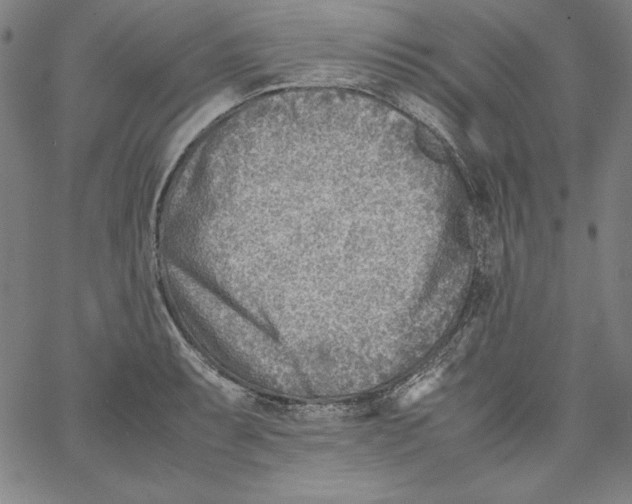 X0000066961087200604211835