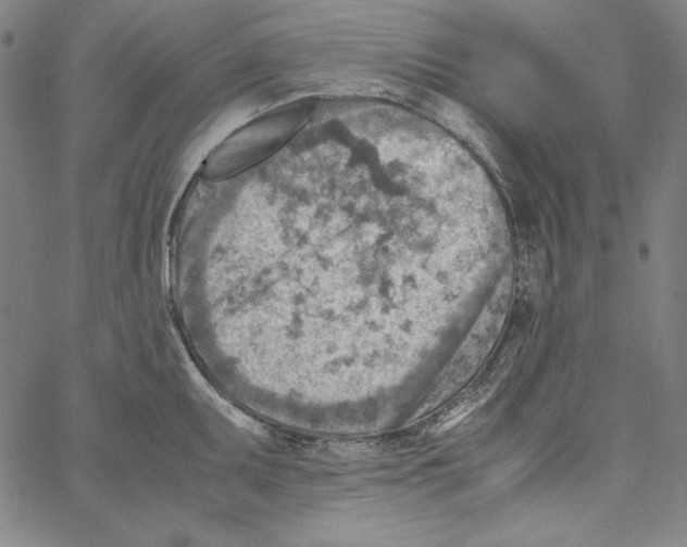 X0000066961095200604211835