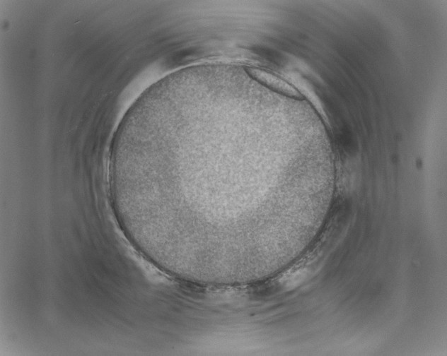 X0000066961099200604211835