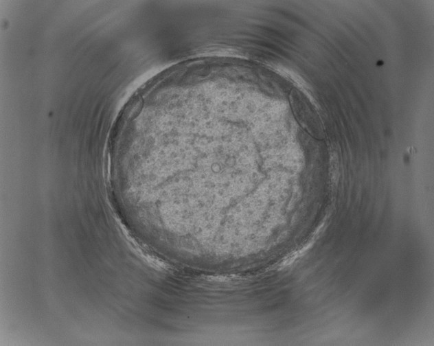 X0000066961125200604211834