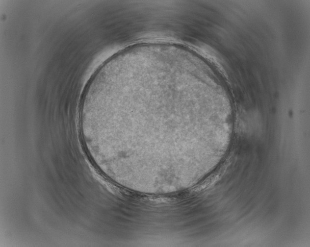 X0000066961231200604211833