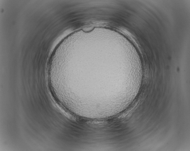 X0000066961235200604211833