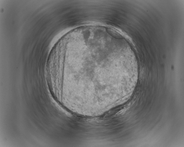 X0000066961239200604211833