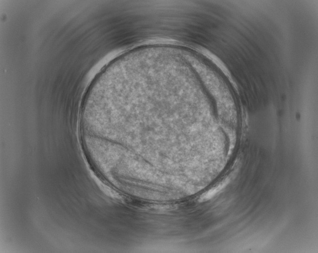 X0000066961245200604211833