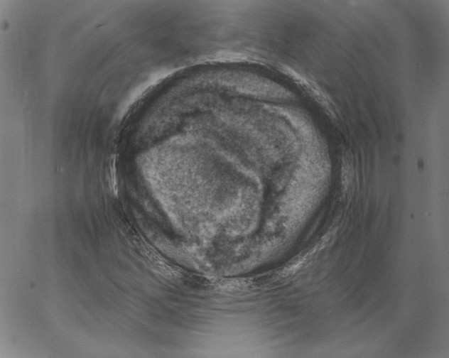 X0000066961262200604211832