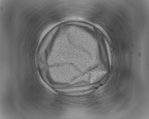 X0000066961295200604211832