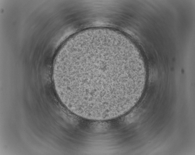 X0000066961314200604211831