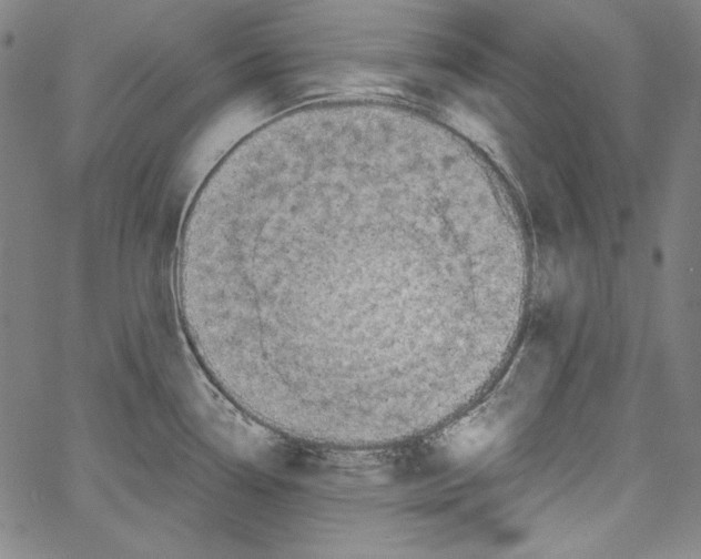 X0000066961338200604211831