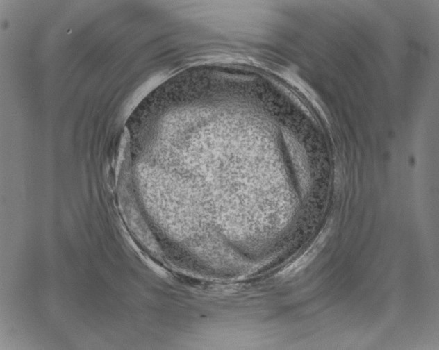 X0000066961385200604211830