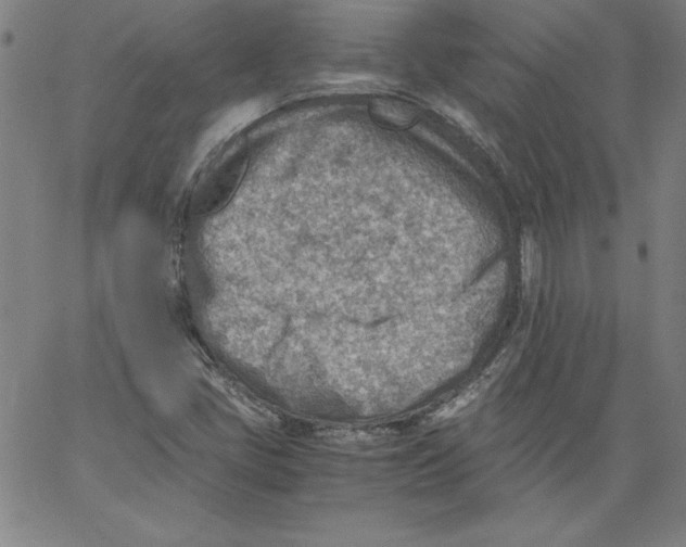 X0000066961405200604211829