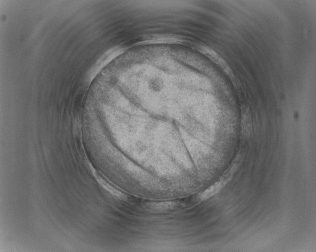 X0000066961425200604211830