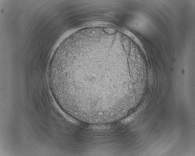 X0000066961429200604211830