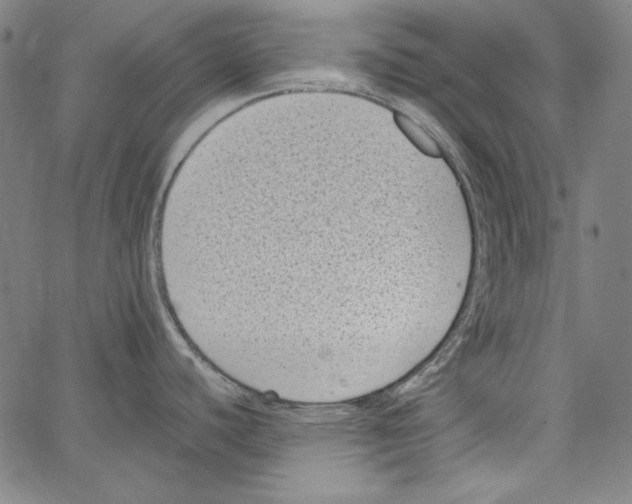 X0000066961440200604211830