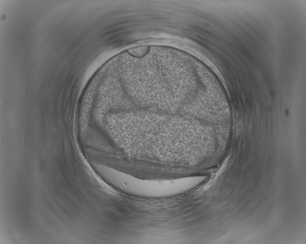 X0000066961533200604211828