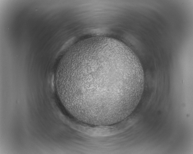 X0000066970024200603241222