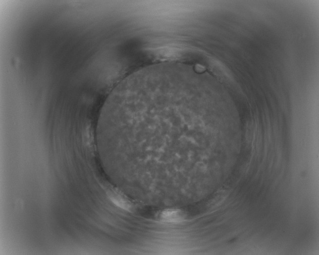 X0000066970173200603241220