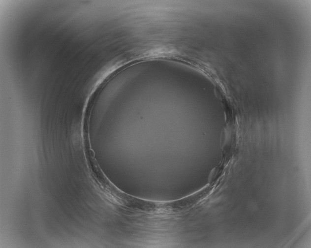 X0000066970196200603241219