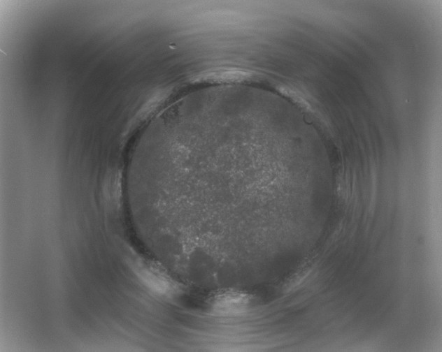 X0000066970206200603241219