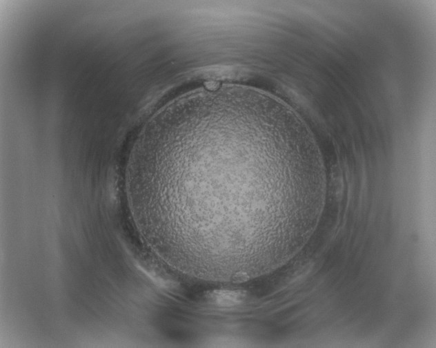 X0000066970255200603241218