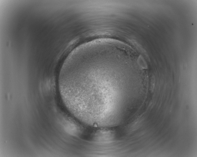 X0000066970260200603241218