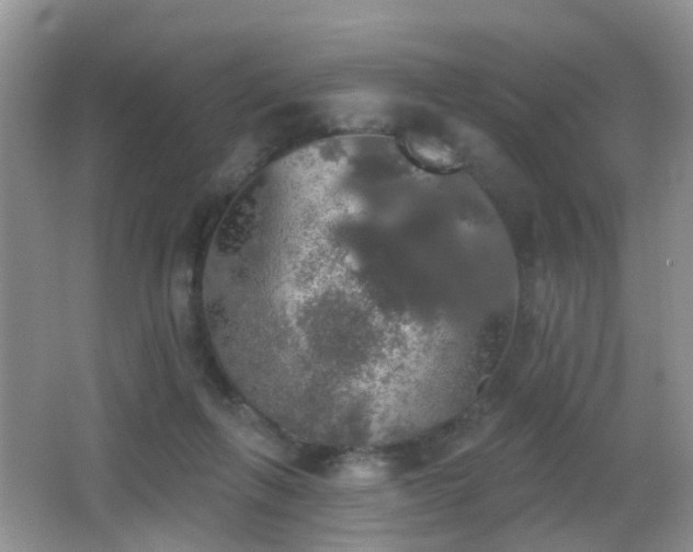 X0000066970263200603241218