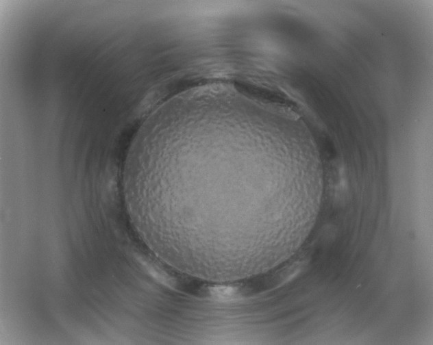 X0000066970265200603241218