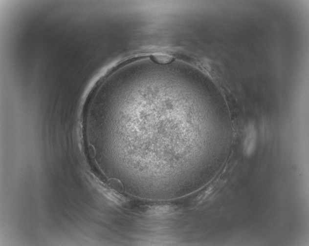 X0000066970342200603241216