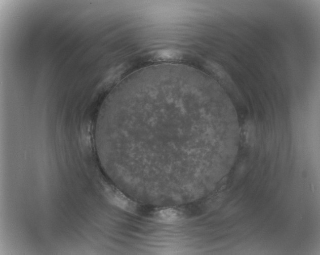 X0000066970423200603241215