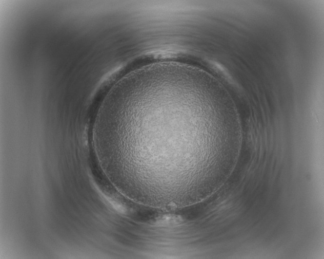 X0000066970543200603241213