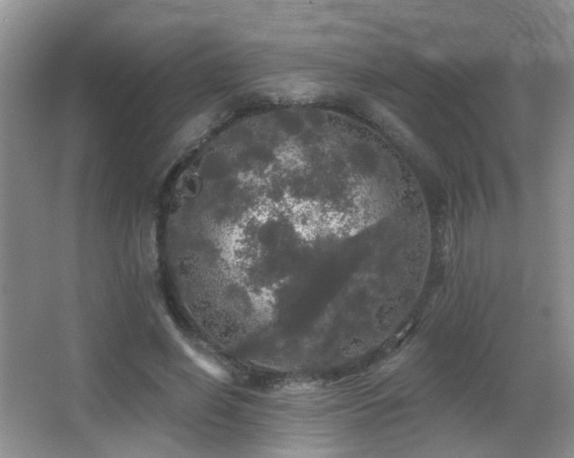 X0000066970638200603241211