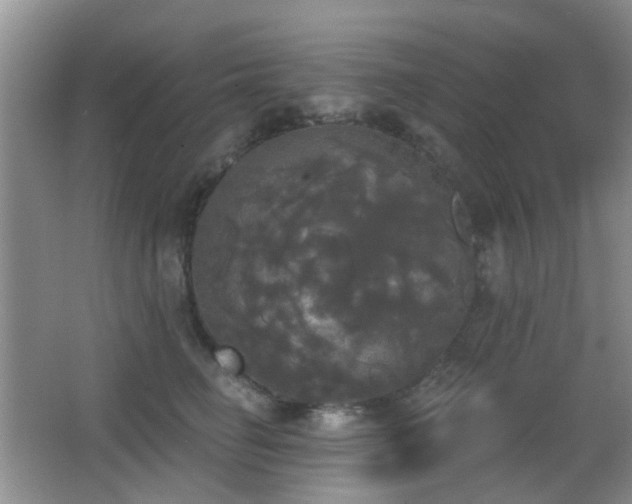 X0000066970662200603241212