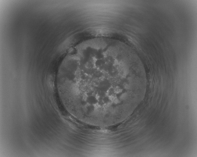 X0000066970695200603241211