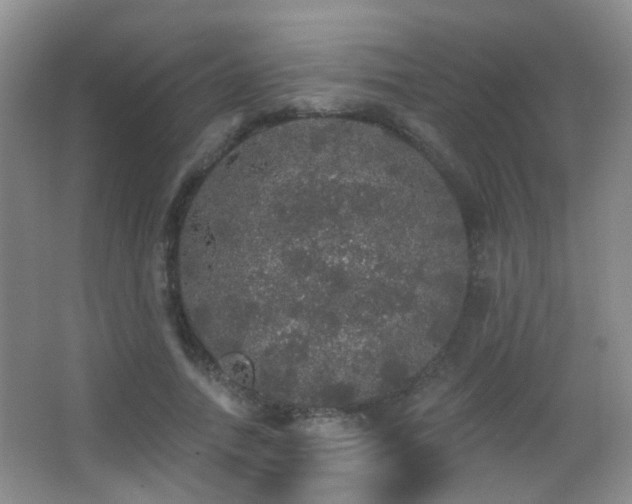 X0000066970738200603241210