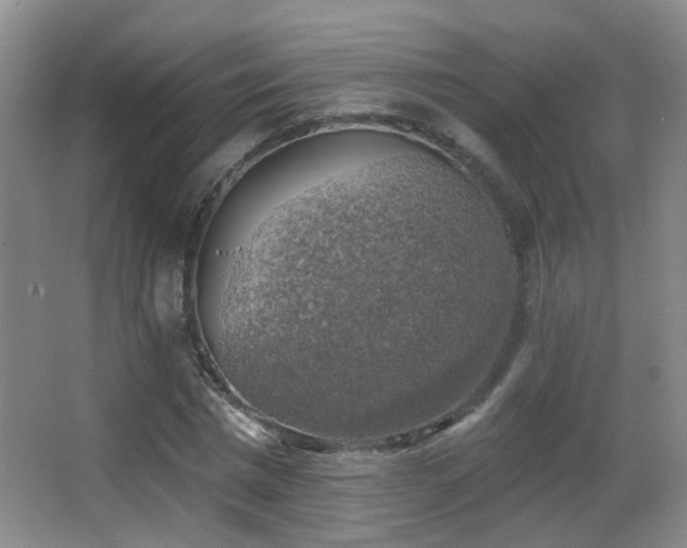 X0000066970777200603241209