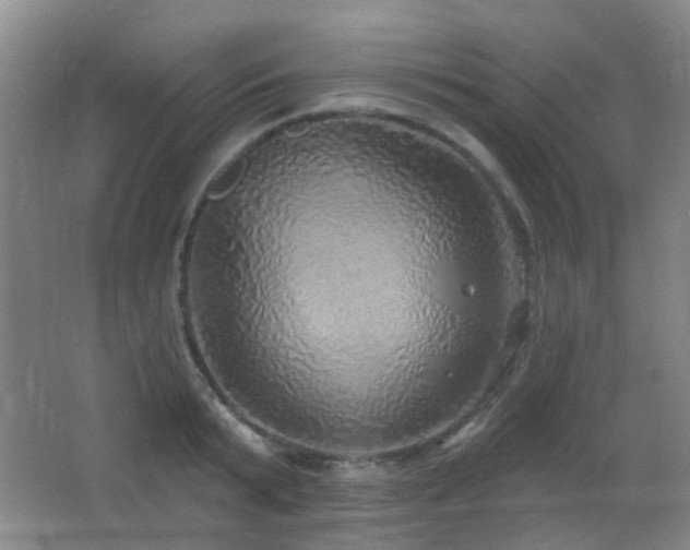 X0000066970799200603241209