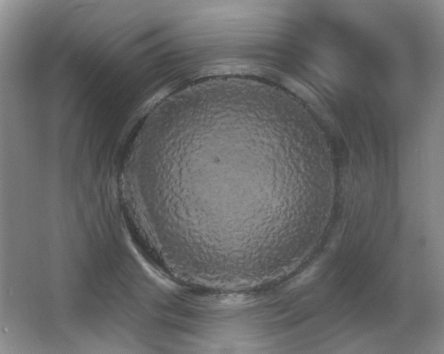 X0000066970841200603241208