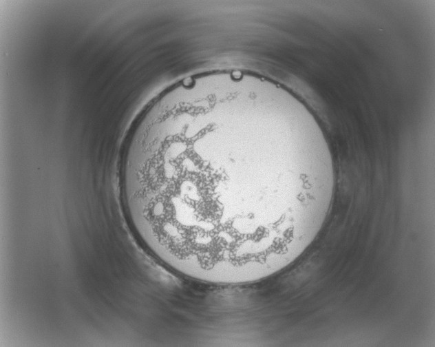 X0000066970950200603241207