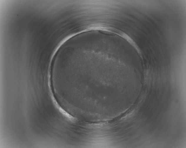 X0000066970955200603241207