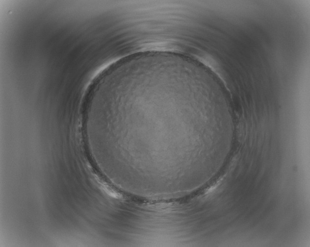 X0000066970971200603241206