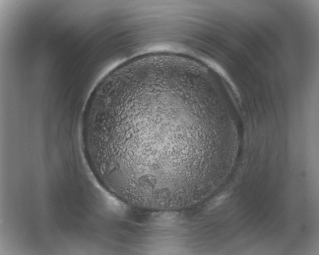 X0000066970991200603241206