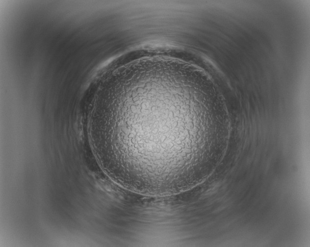 X0000066971016200603241205