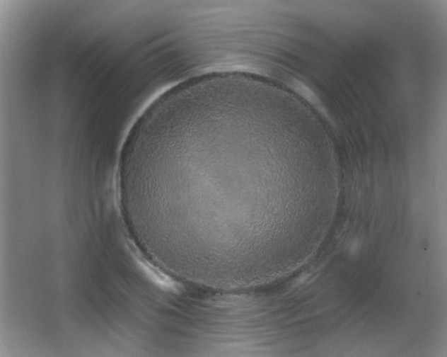 X0000066971076200603241204