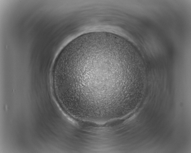 X0000066971517200603241157