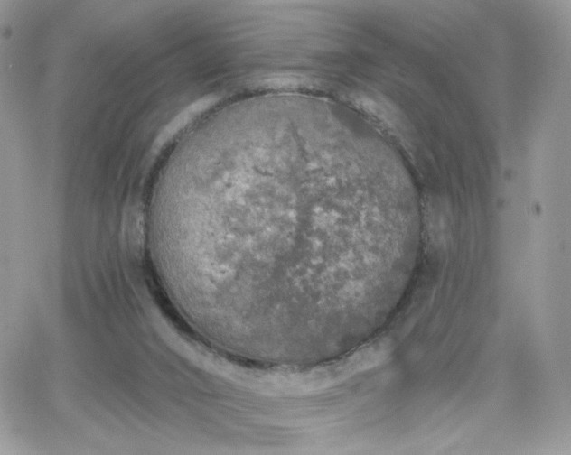 X0000066970016200603271220