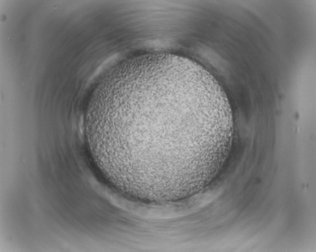 X0000066970024200603271219