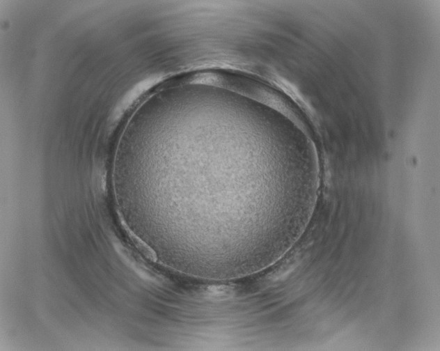 X0000066970060200603271218