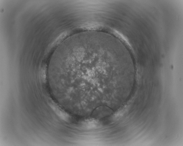 X0000066970065200603271219