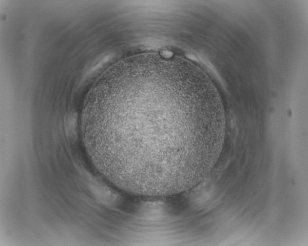 X0000066970066200603271219