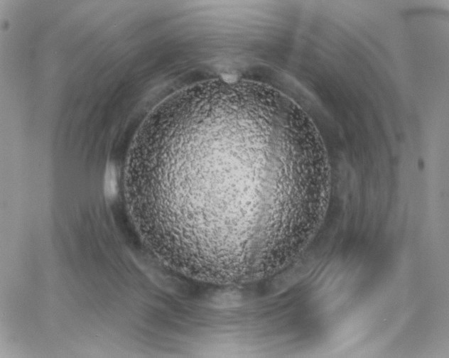 X0000066970075200603271219