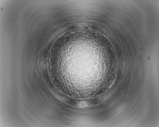 X0000066970091200603271219